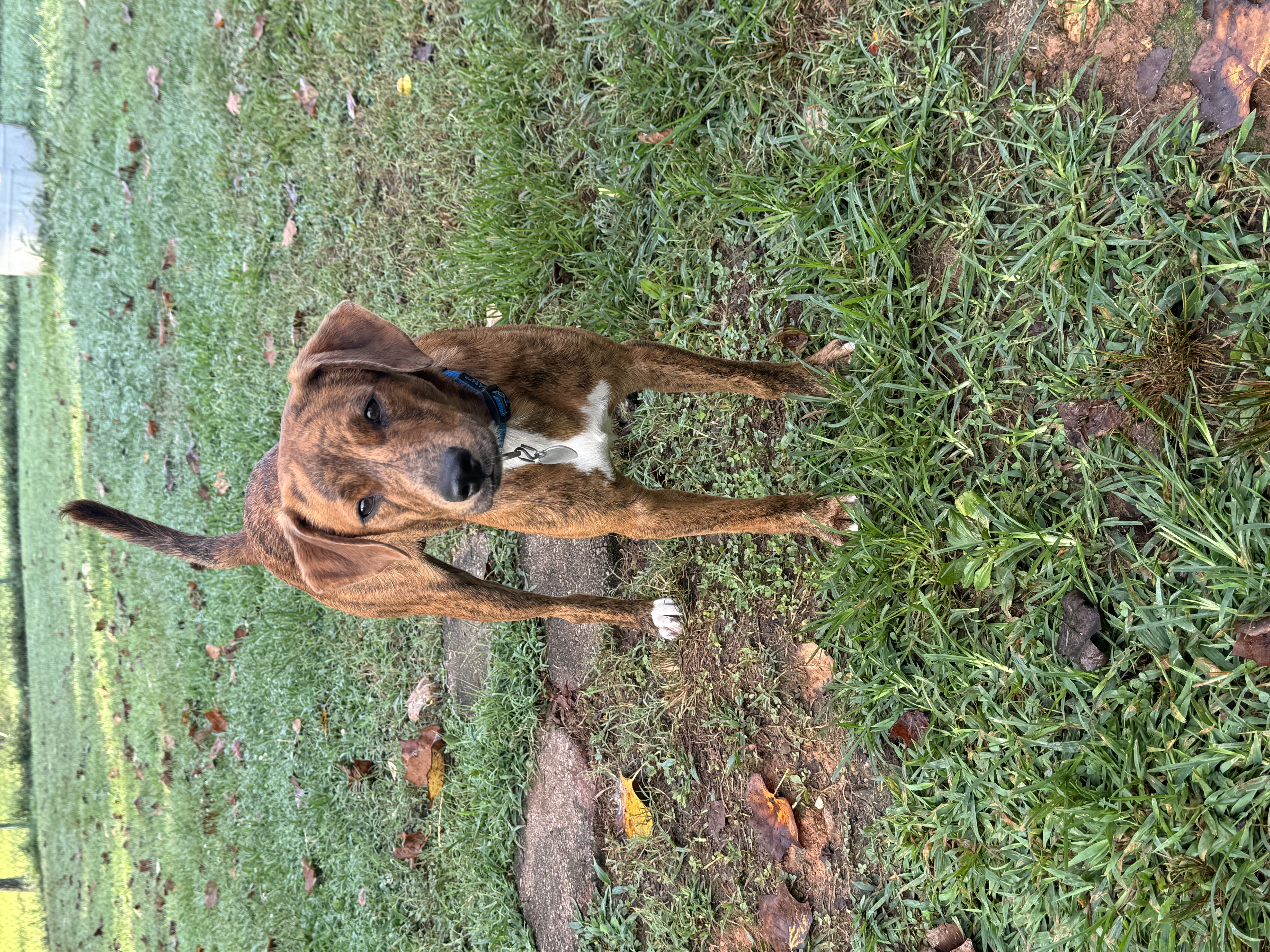 Enlarge Cocoa, a Adopted mixed breed in Erin, TN image 1/5