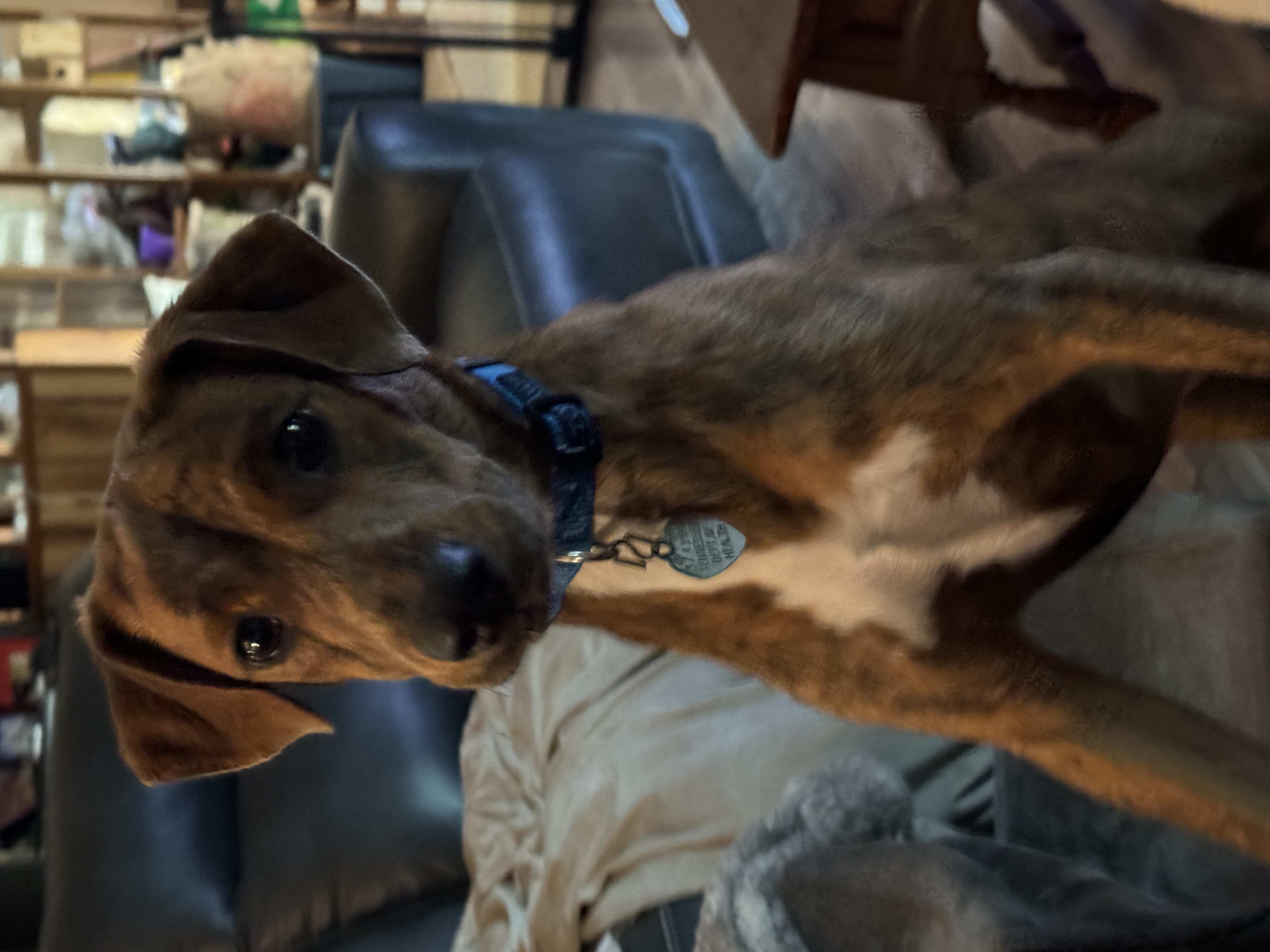 Enlarge Cocoa, a Adopted mixed breed in Erin, TN image 2/5