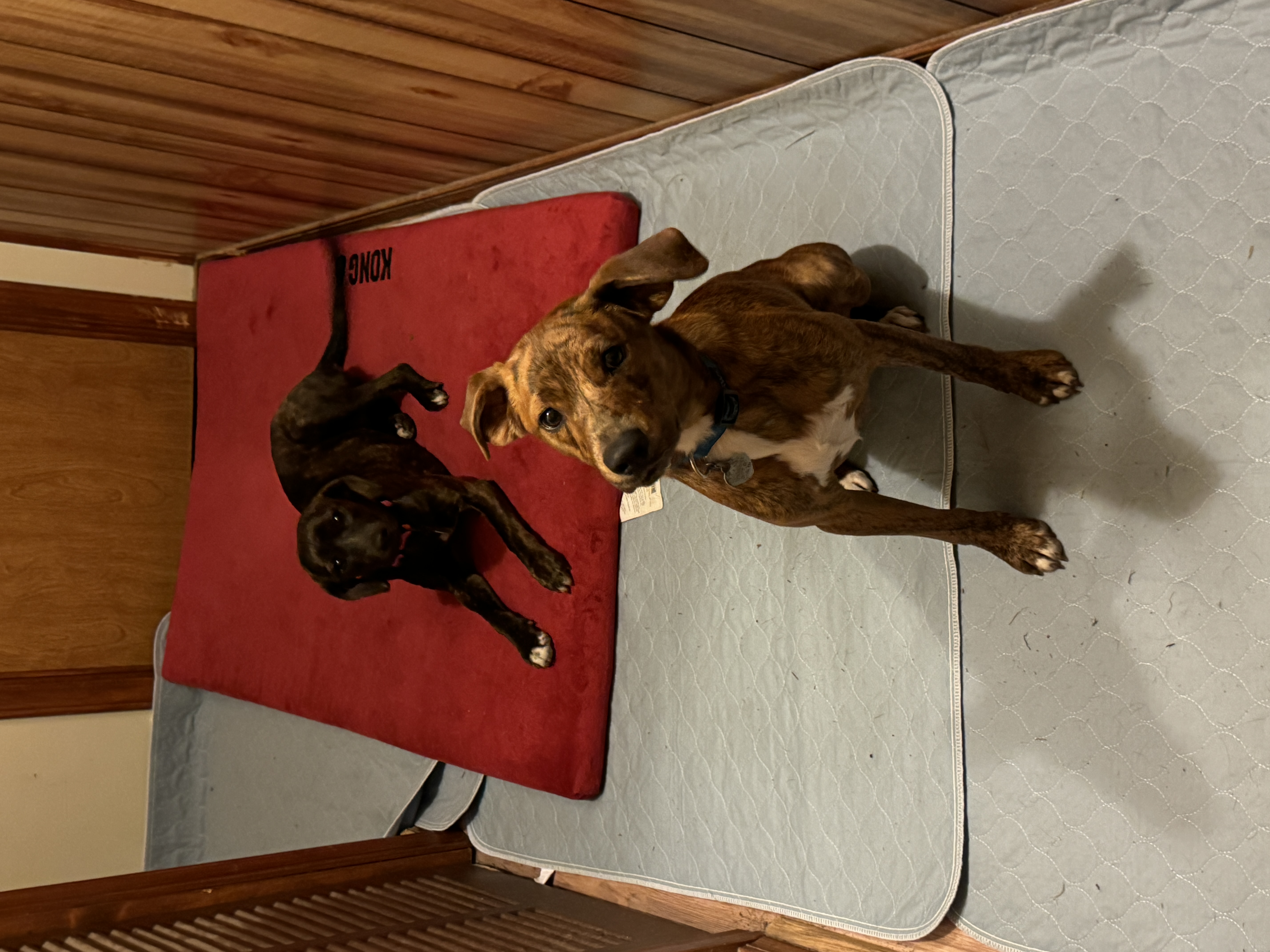 Enlarge Cocoa, a Adopted mixed breed in Erin, TN image 3/5