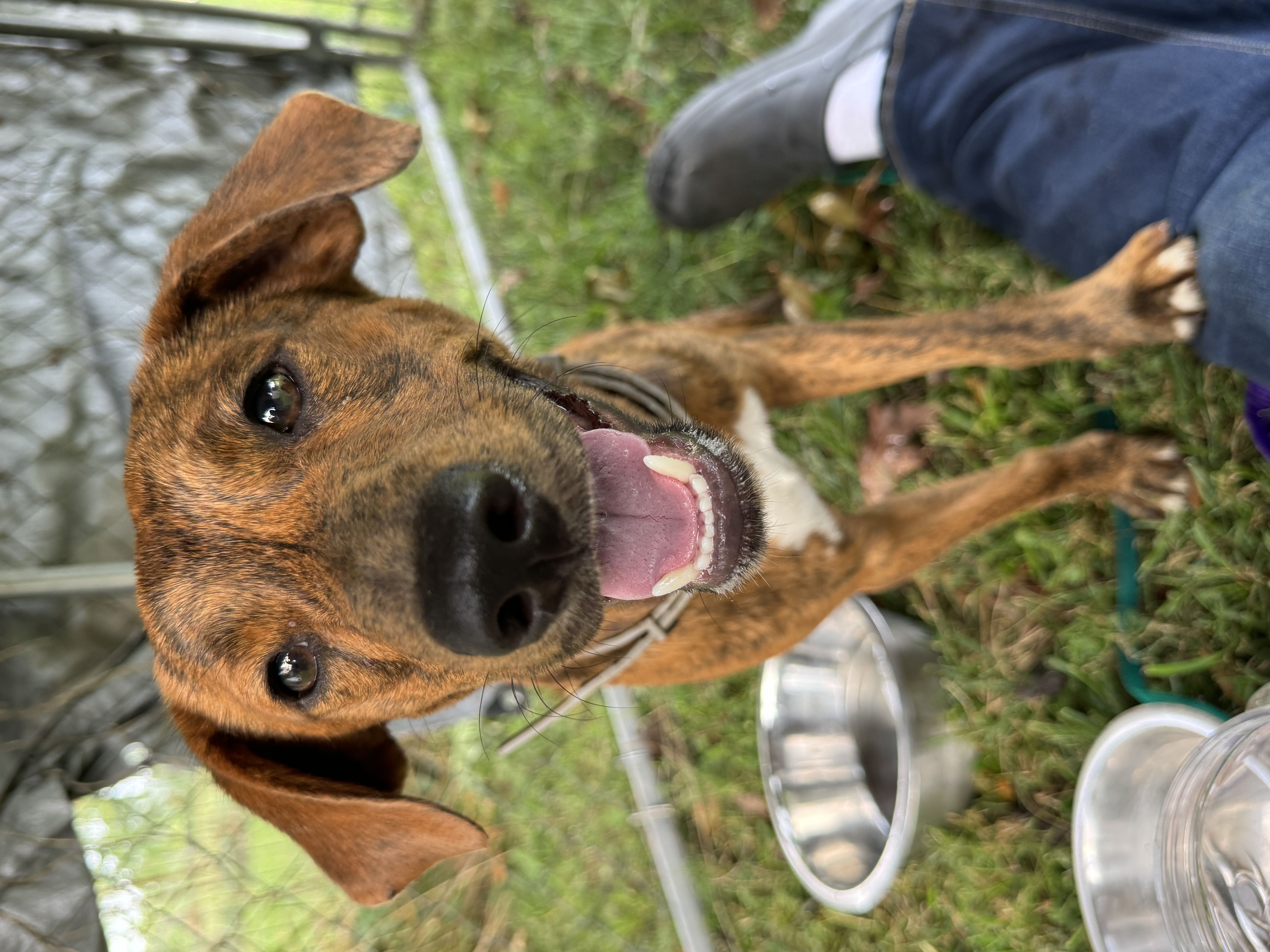 Enlarge Cocoa, a Adopted mixed breed in Erin, TN image 4/5