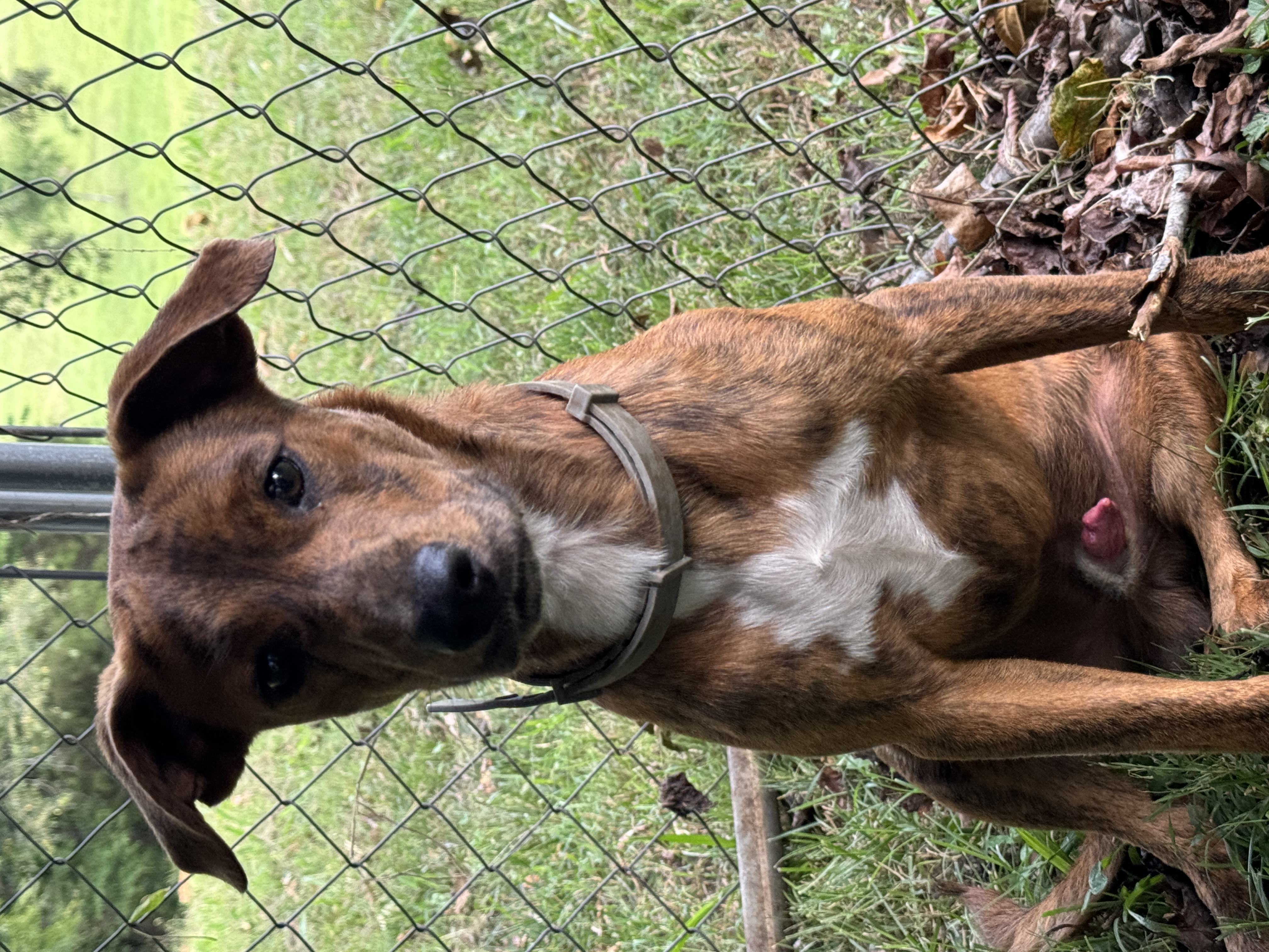 Enlarge Cocoa, a Adopted mixed breed in Erin, TN image 5/5