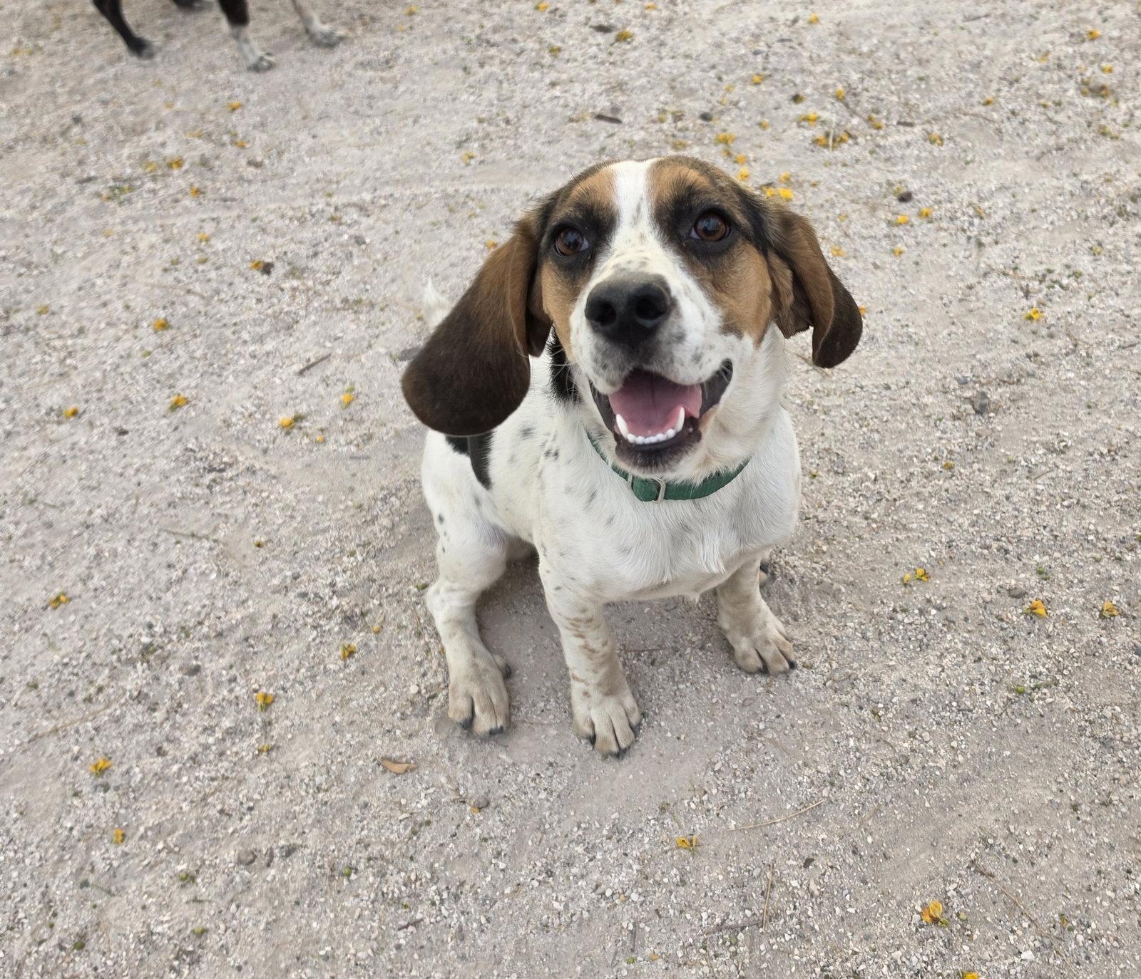 Remi, Adopted, Young Female Beagle.