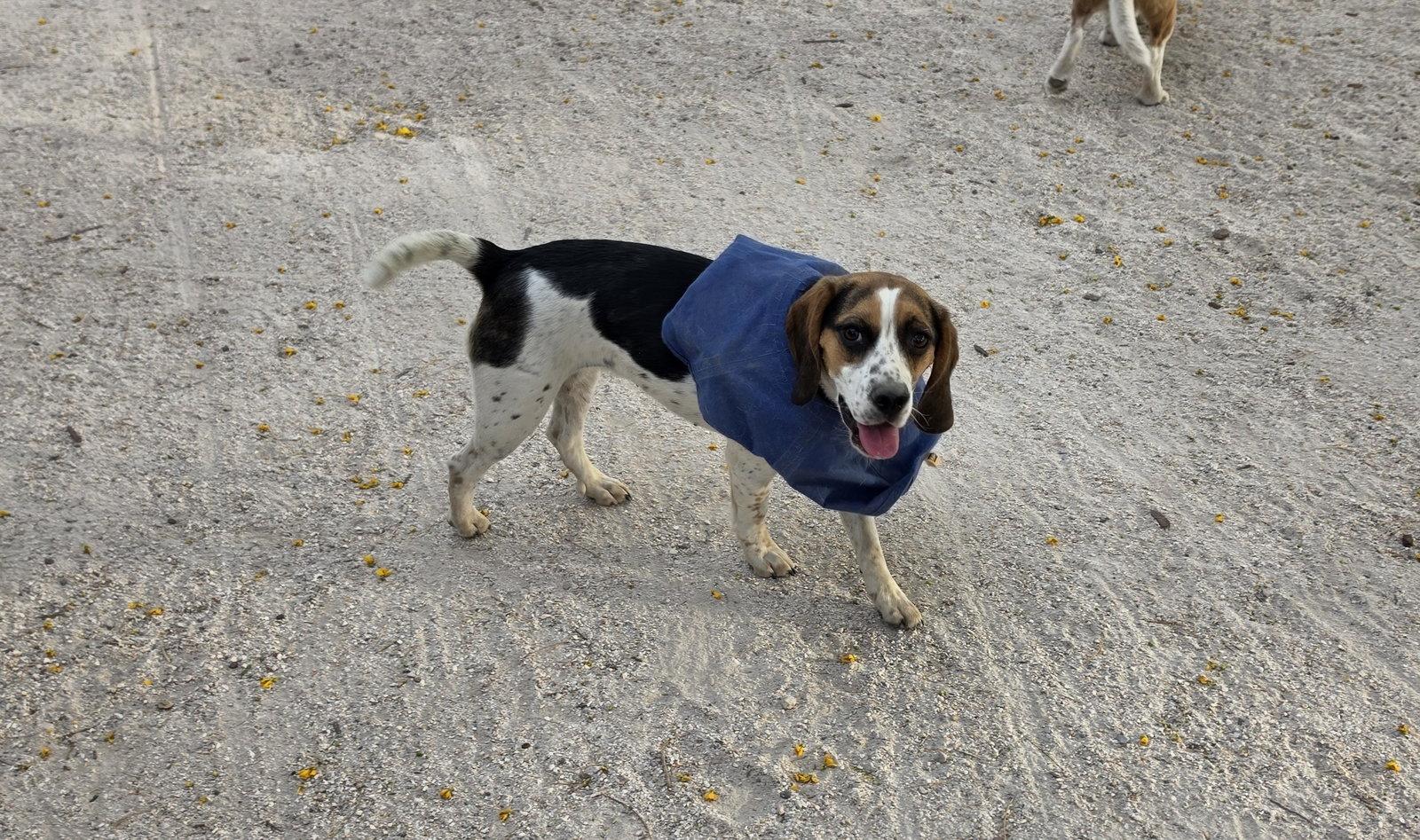 Enlarge Remi, a Adopted Beagle in Las Vegas, NV image 2/3
