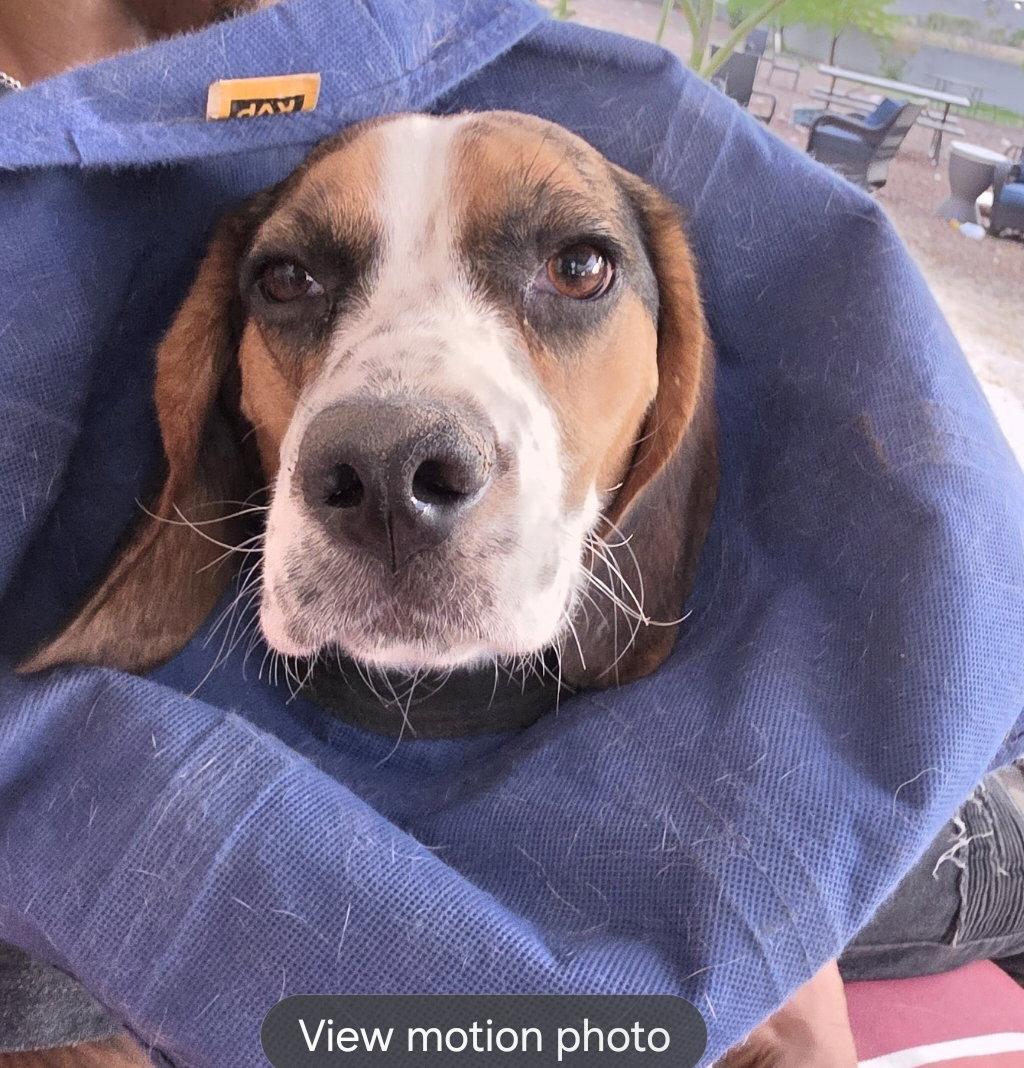 Enlarge Remi, a Adopted Beagle in Las Vegas, NV image 3/3