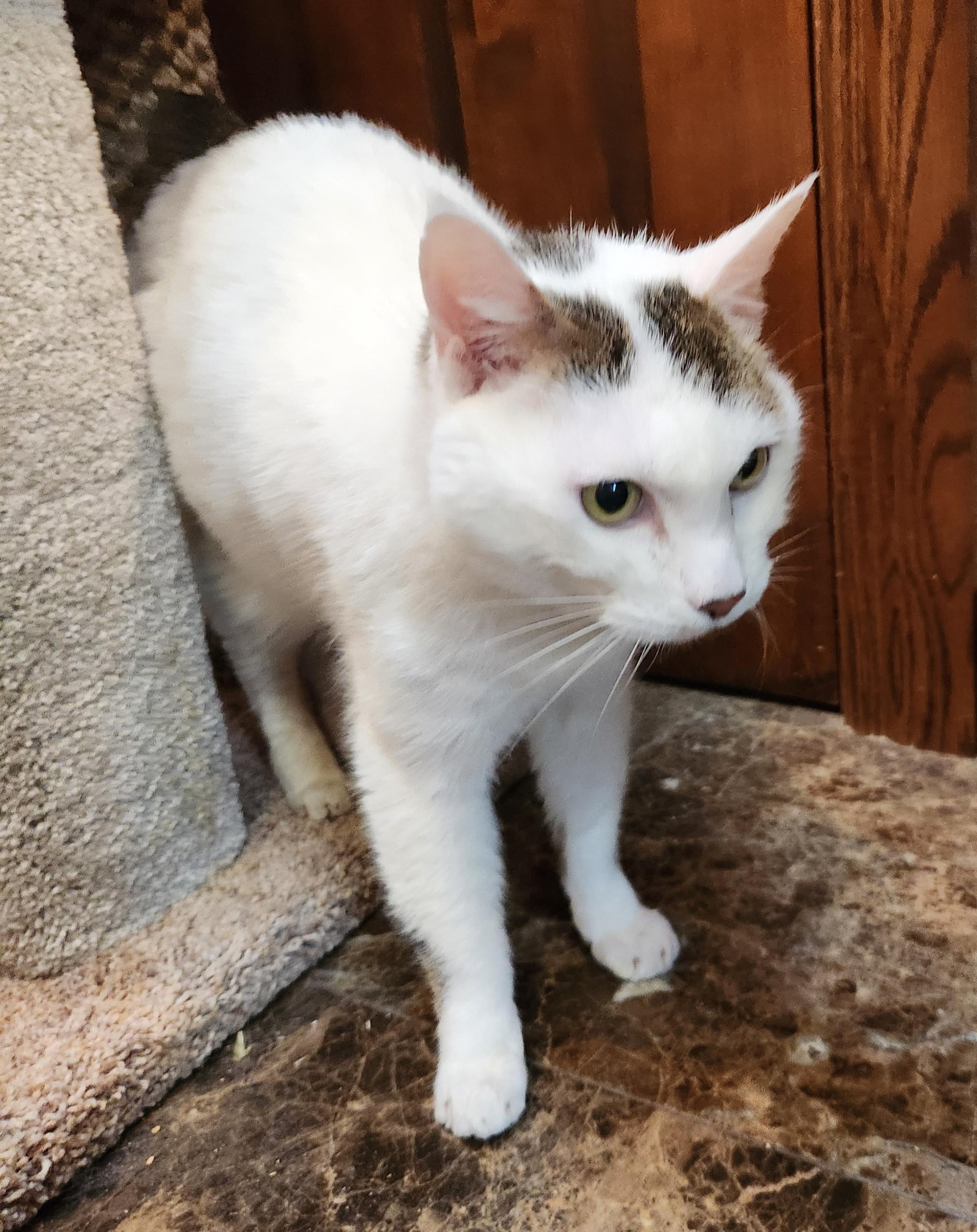 Enlarge Moshi, a ADOPTABLE Domestic Short Hair in Oklahoma City, OK image 3/5