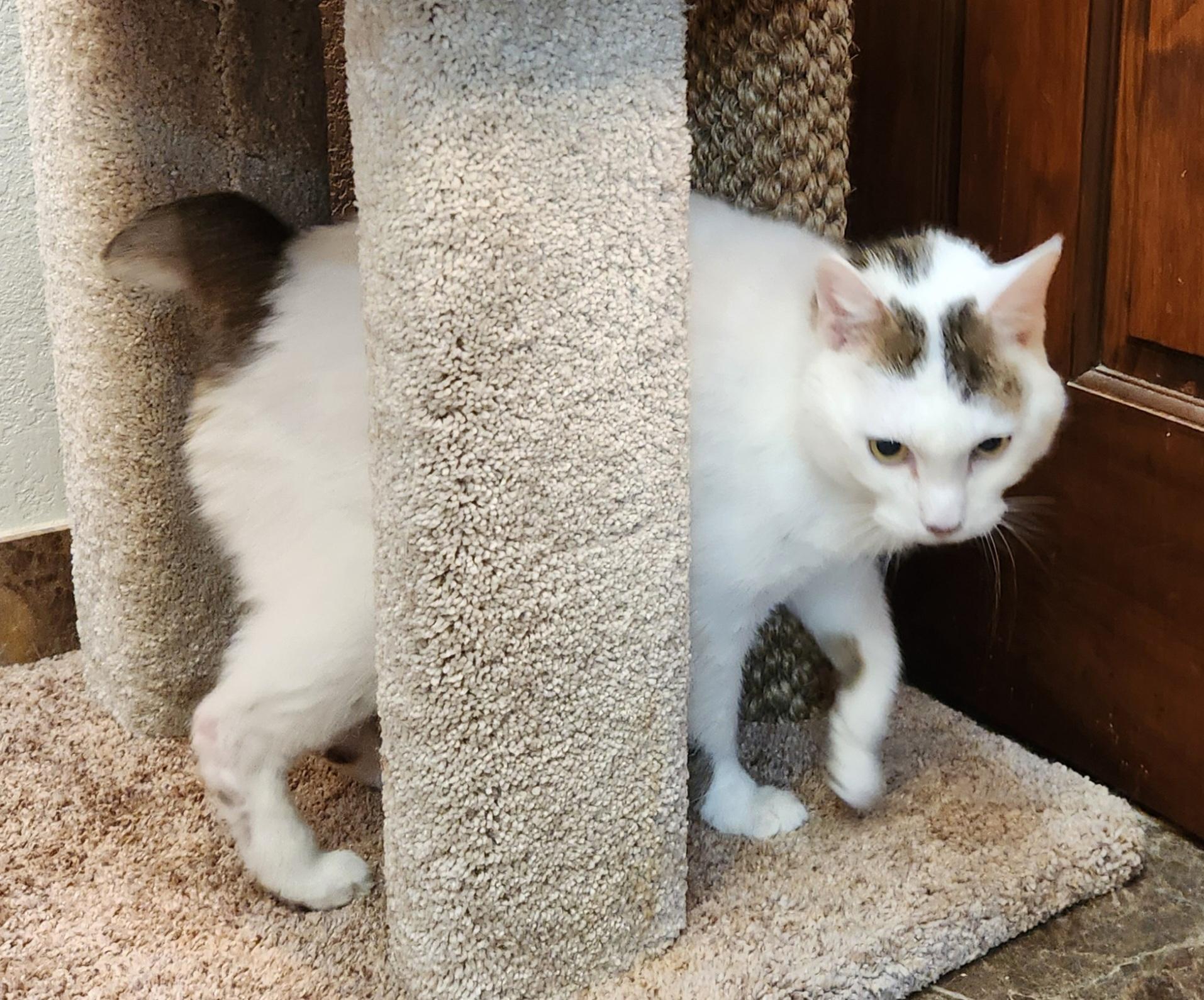 Enlarge Moshi, a ADOPTABLE Domestic Short Hair in Oklahoma City, OK image 5/5