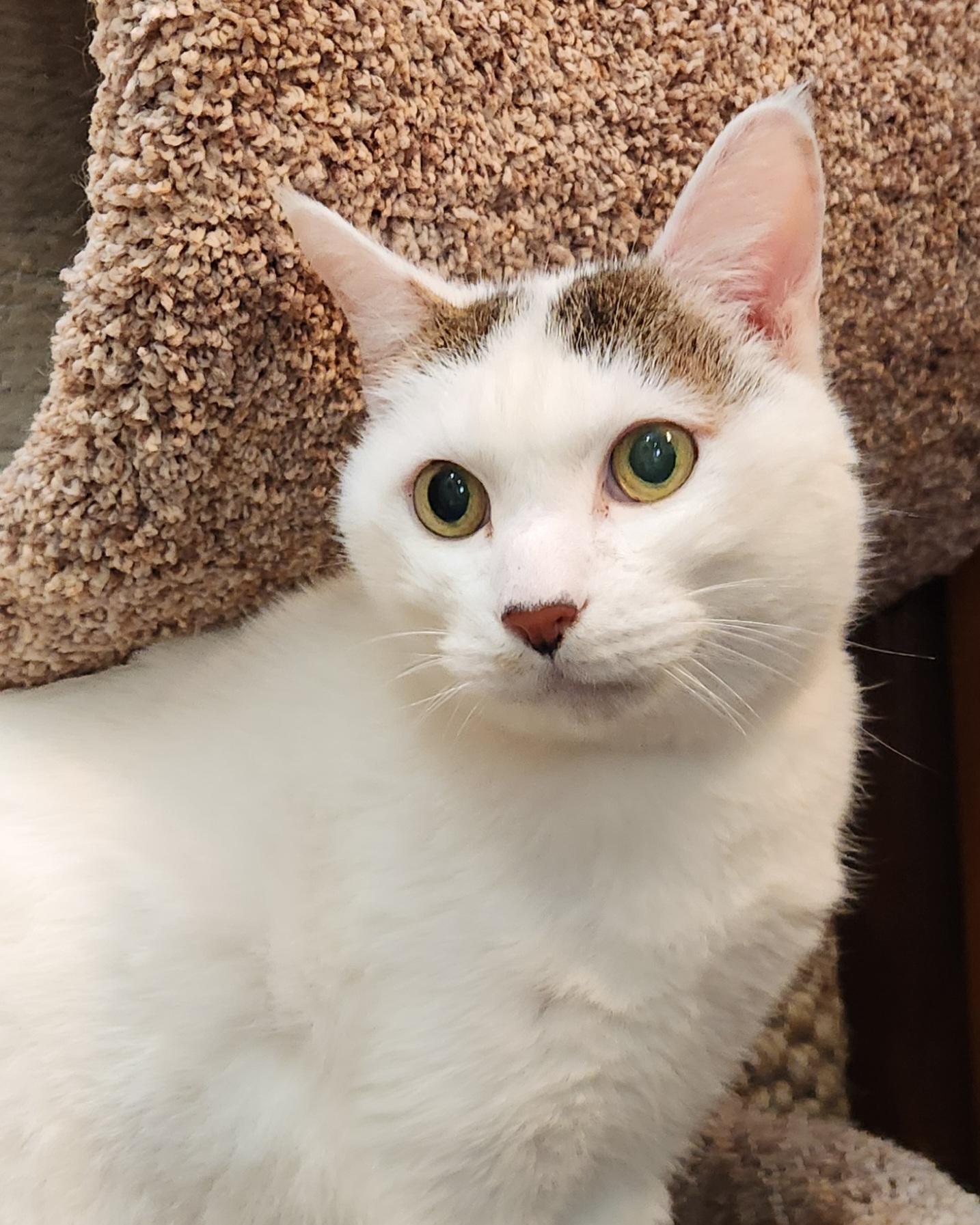 Enlarge Moshi, a ADOPTABLE Domestic Short Hair in Oklahoma City, OK image 1/5