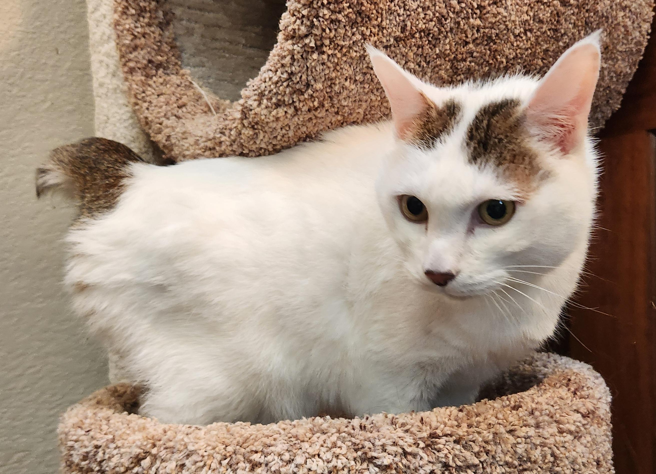 Enlarge Moshi, a ADOPTABLE Domestic Short Hair in Oklahoma City, OK image 2/5