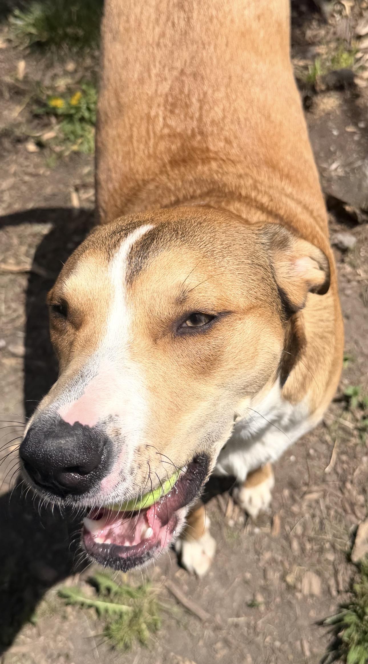 Hank, a Adoptable mixed breed in Troy, MI image 3/6