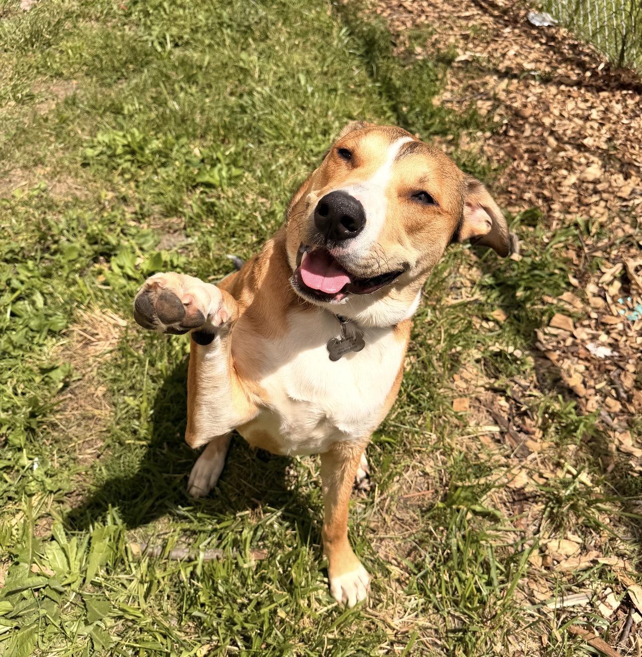 Hank, a Adoptable mixed breed in Troy, MI image 1/6
