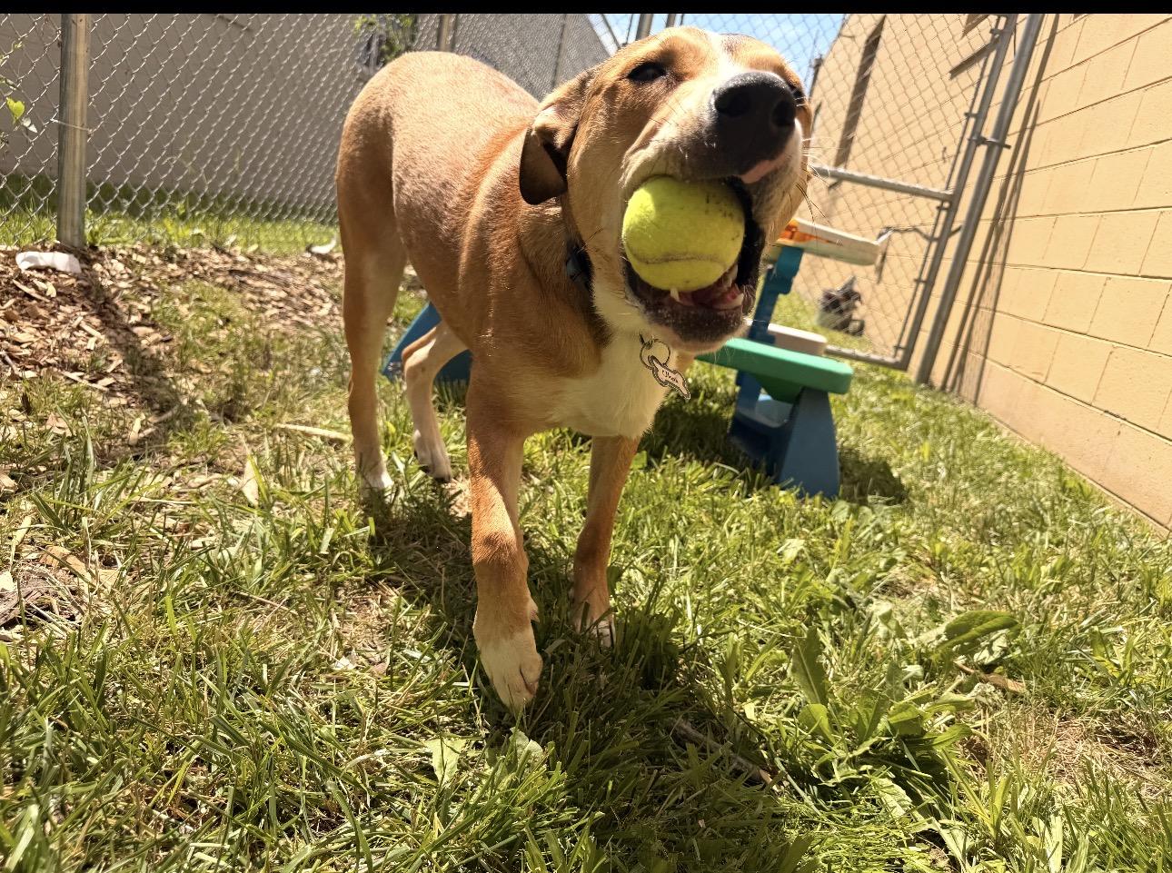 Hank, a Adoptable mixed breed in Troy, MI image 4/6