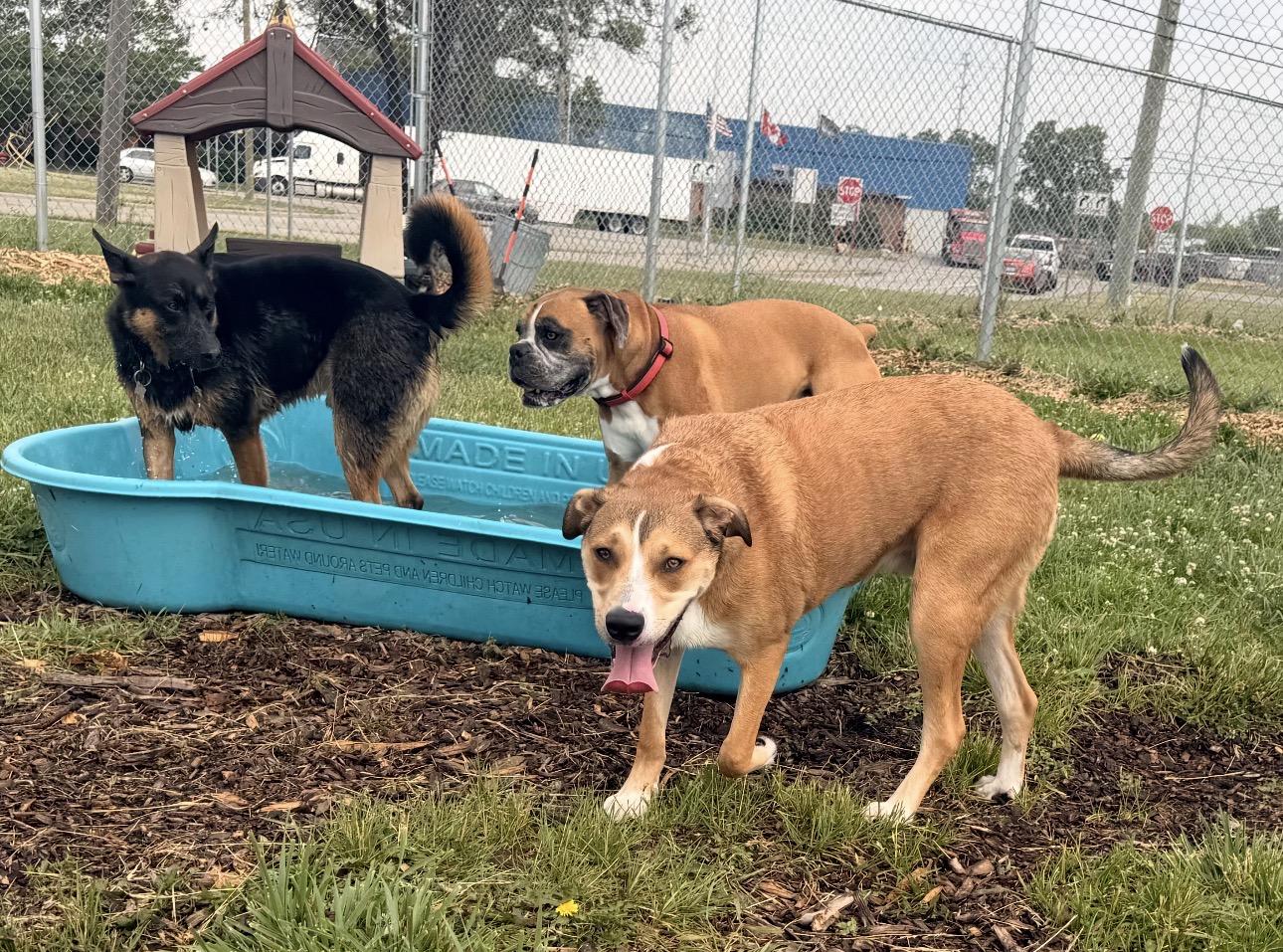 Hank, a Adoptable mixed breed in Troy, MI image 5/6