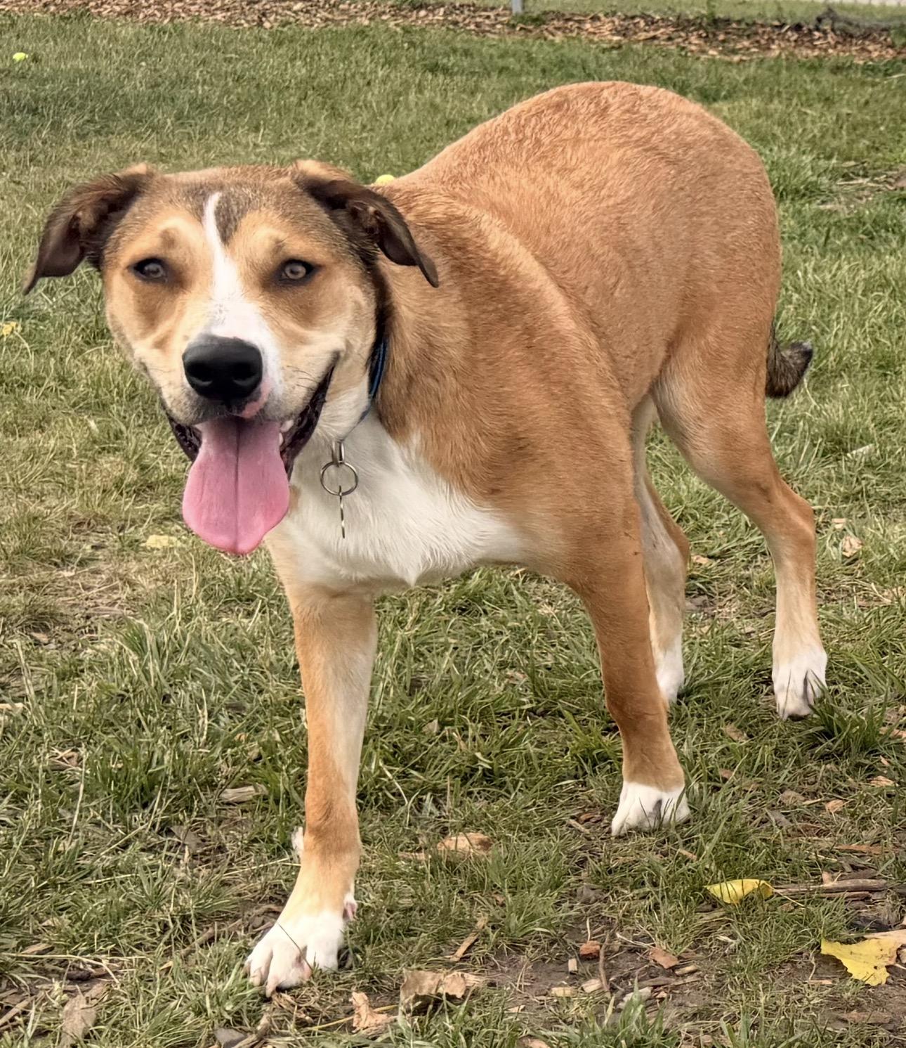 Hank, a Adoptable mixed breed in Troy, MI image 2/6