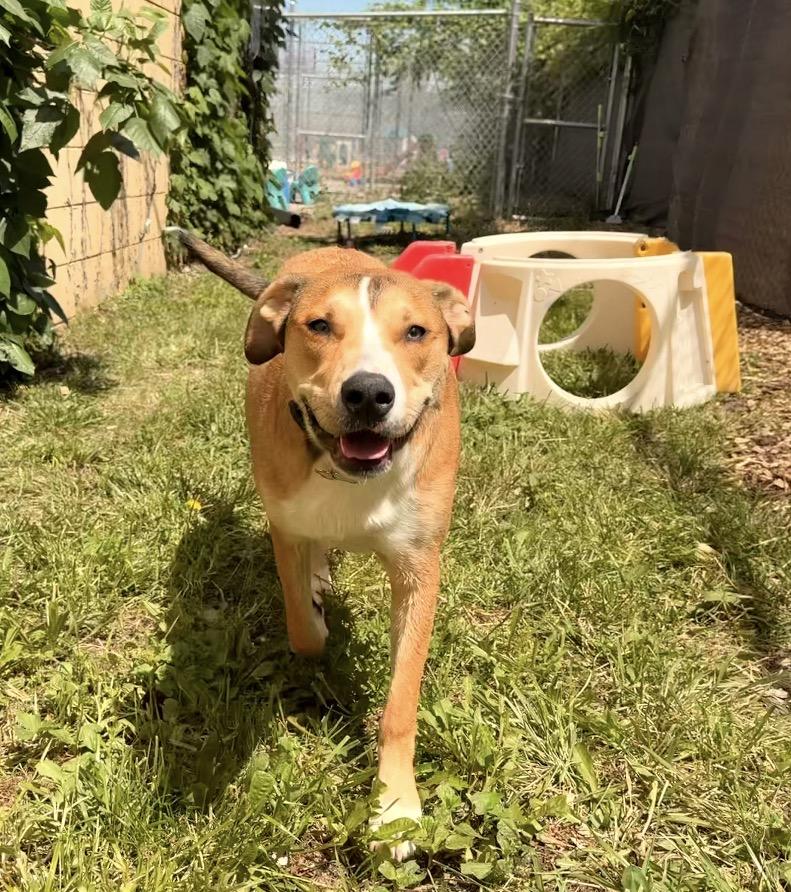 Hank, a Adoptable mixed breed in Troy, MI image 6/6