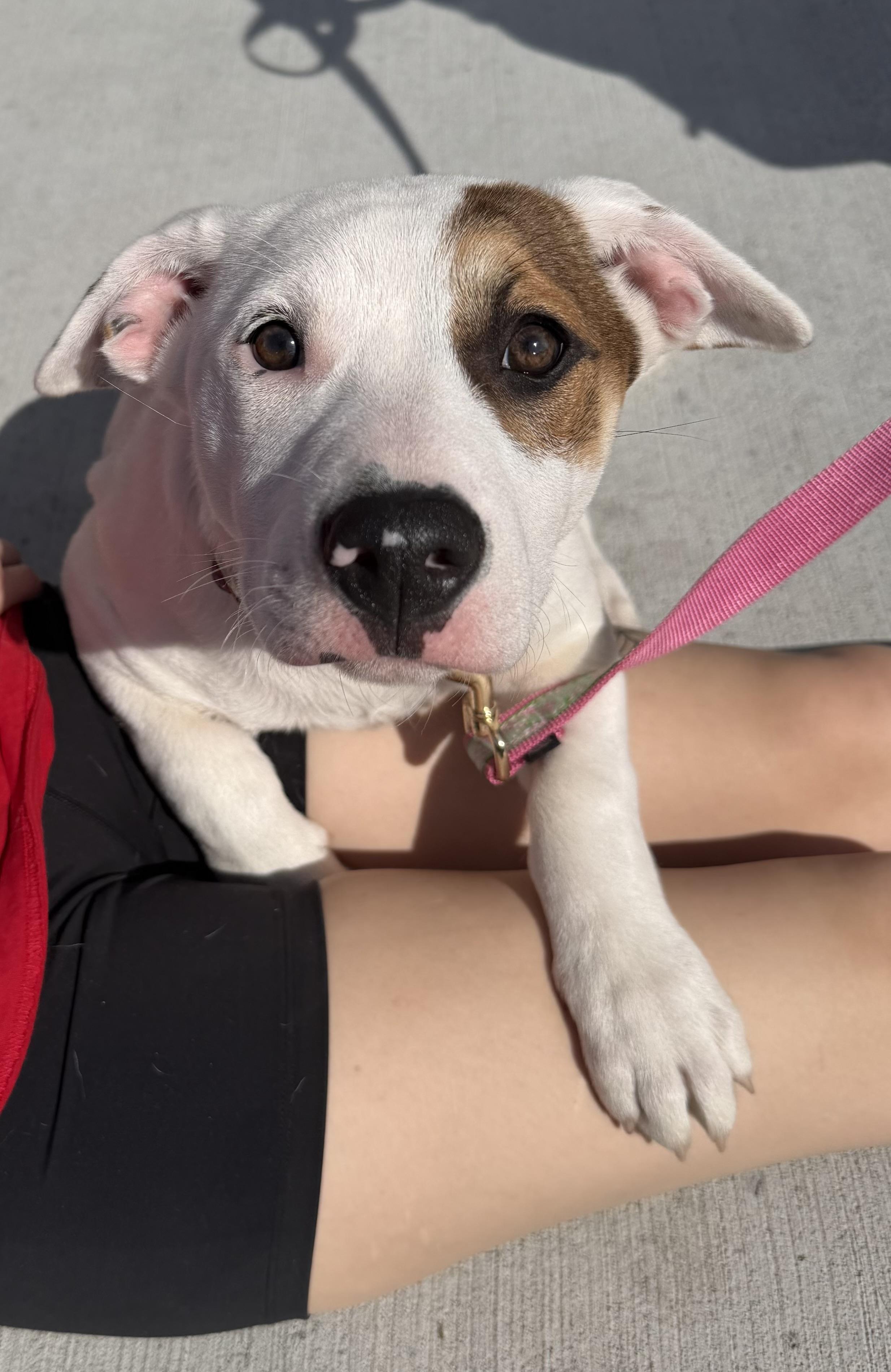 Ellie, Adopted, Young Female Pit Bull Terrier.