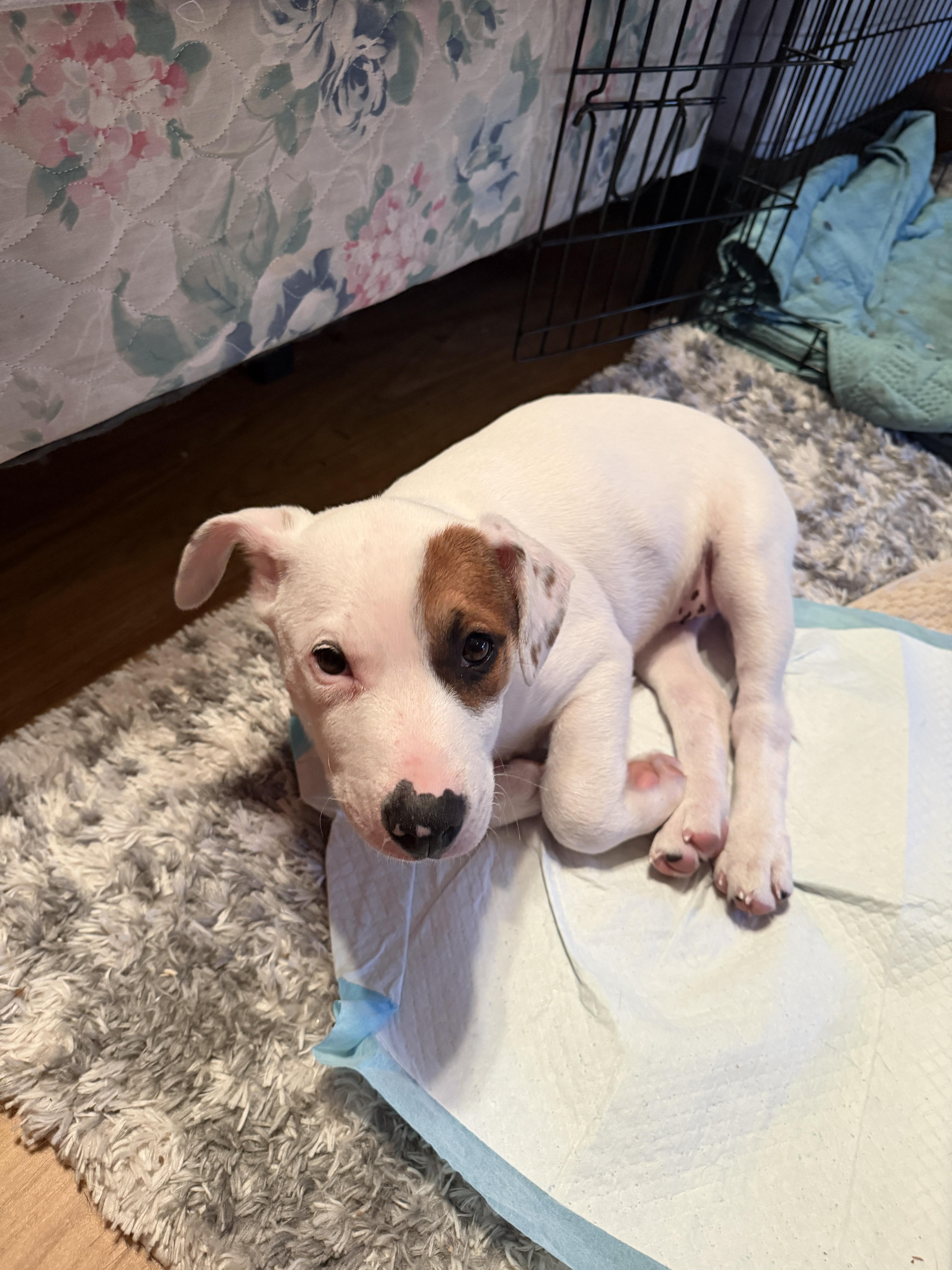 Ellie, a Adopted mixed breed in Minneapolis, MN image 3/6
