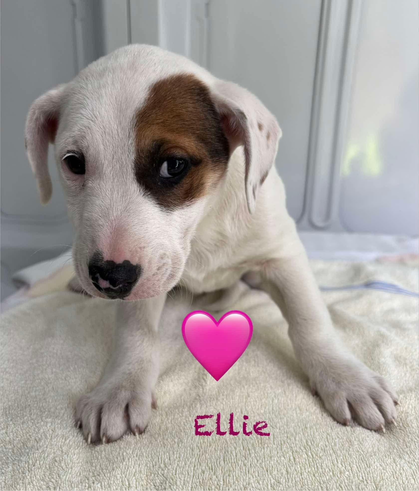 Ellie, a Adopted mixed breed in Minneapolis, MN image 4/6