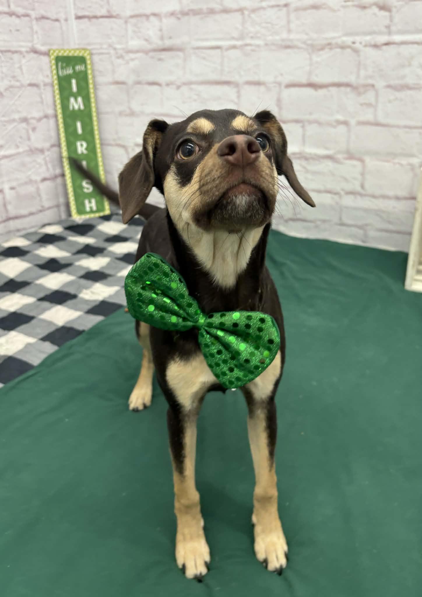 Enlarge Chuck, an adoptable mixed breed in Oxford, MI image 2/4