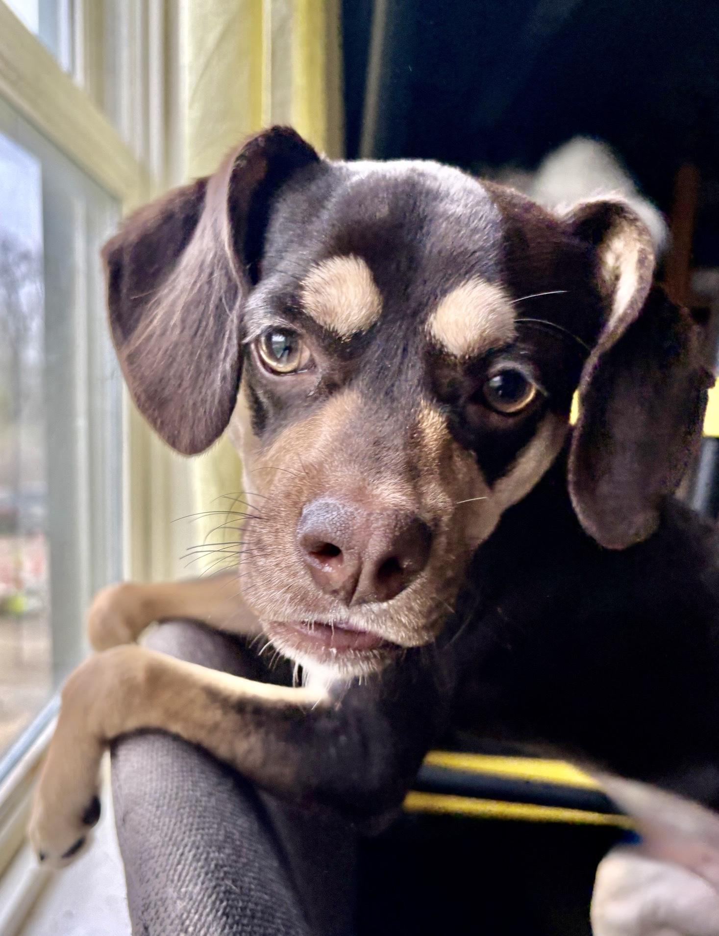 Enlarge Chuck, an adoptable mixed breed in Oxford, MI image 1/4