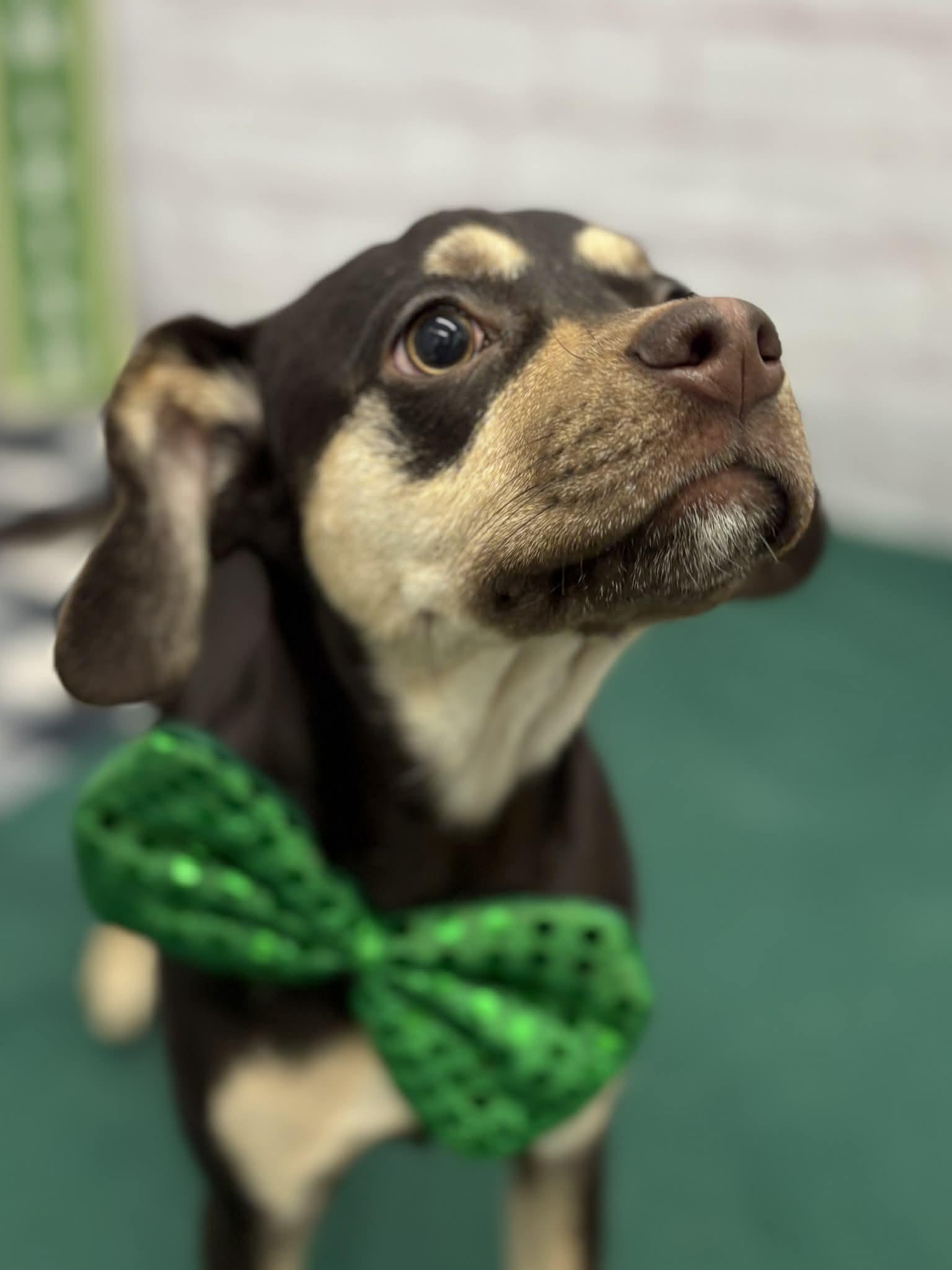 Enlarge Chuck, an adoptable mixed breed in Oxford, MI image 4/4