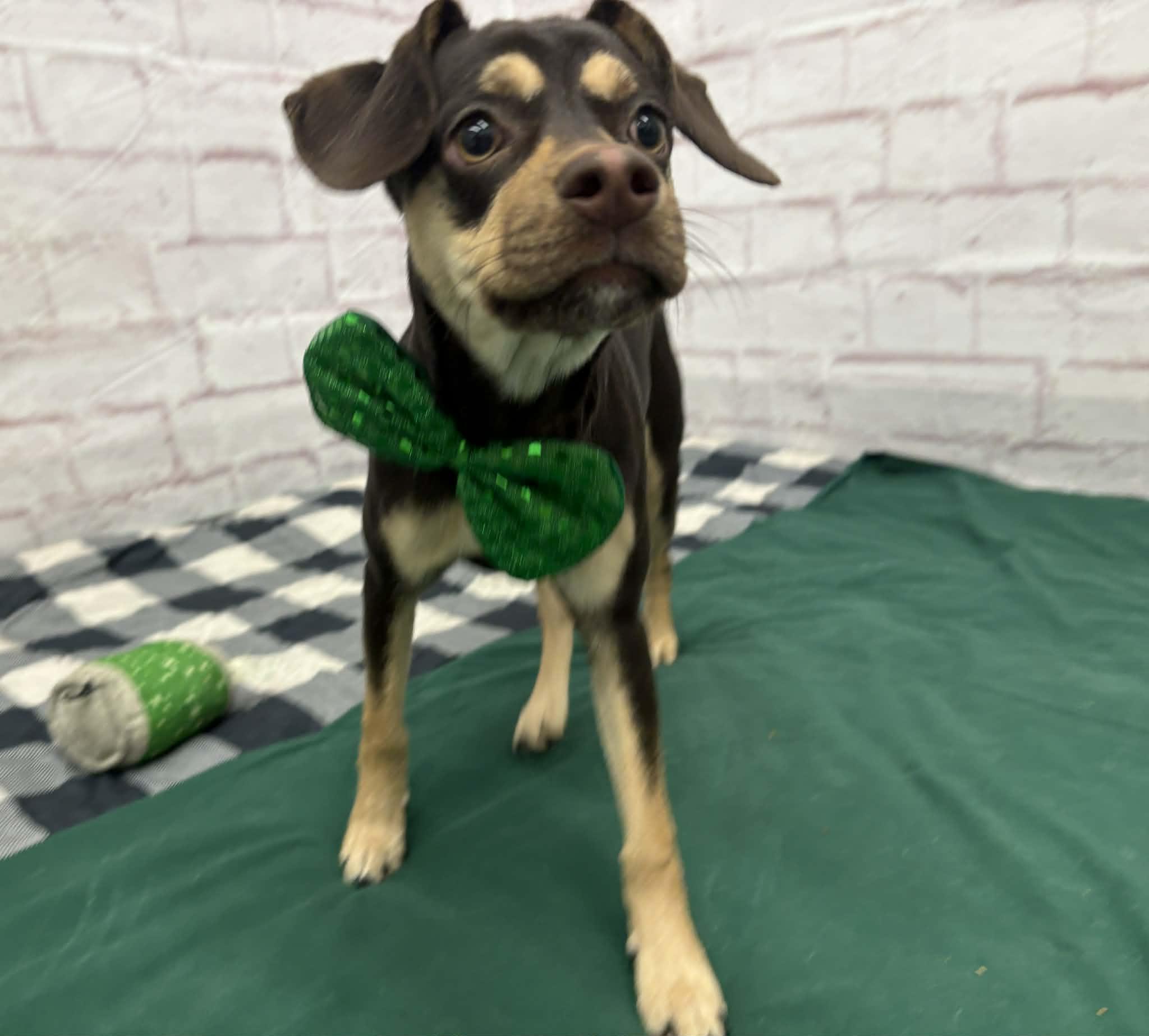 Enlarge Chuck, an adoptable mixed breed in Oxford, MI image 3/4