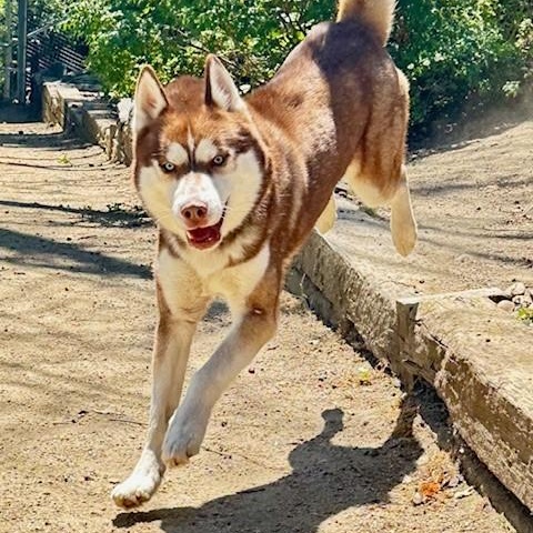 Nash, an adoptable Siberian Husky in Phoenix, OR, 97535 | Photo Image 5