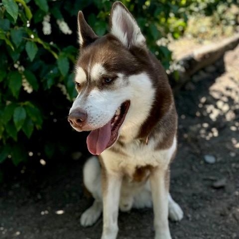 Nash, an adoptable Siberian Husky in Phoenix, OR, 97535 | Photo Image 2