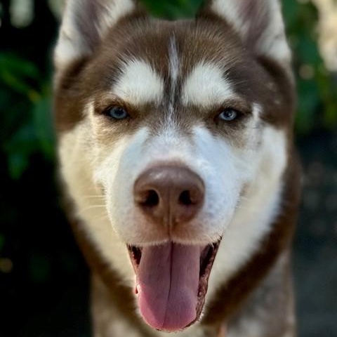 Nash photo 1