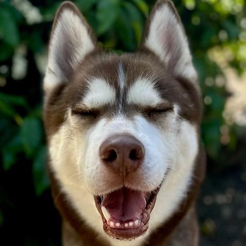 Nash, an adoptable Siberian Husky in Phoenix, OR, 97535 | Photo Image 3