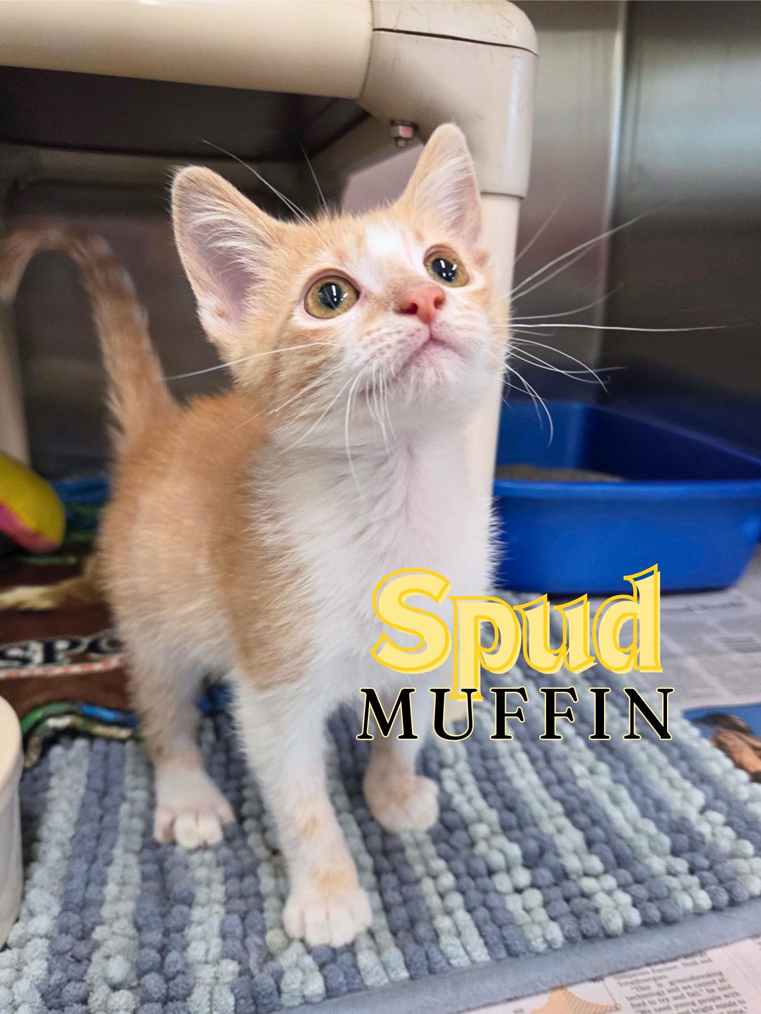 Enlarge Spud Muffin, an adopted Domestic Short Hair in Nevada, IA image 1/1