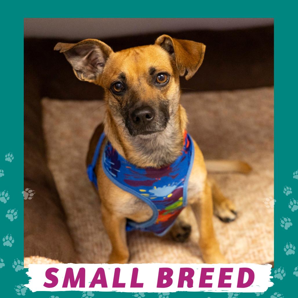 Pollo Frito, Adoptable, Adult Male Dachshund & Mixed Breed.