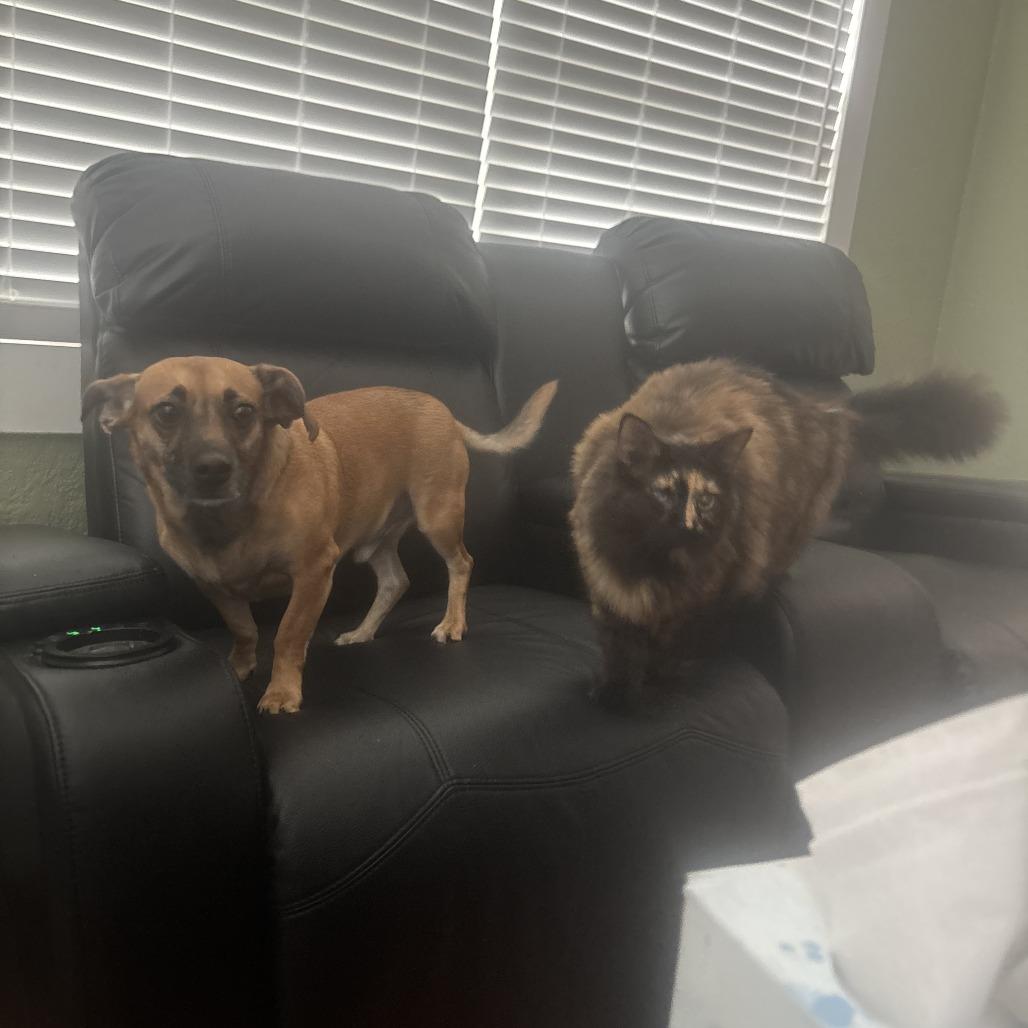 Pollo Frito, a Adoptable mixed breed in Gainesville, FL image 2/6