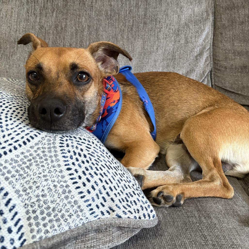 Pollo Frito thumbnail 2