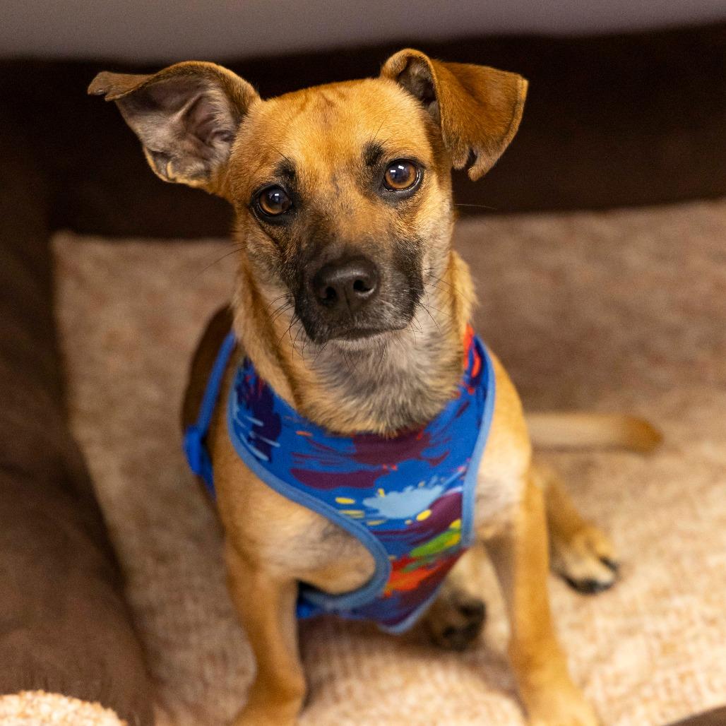 Pollo Frito thumbnail 3