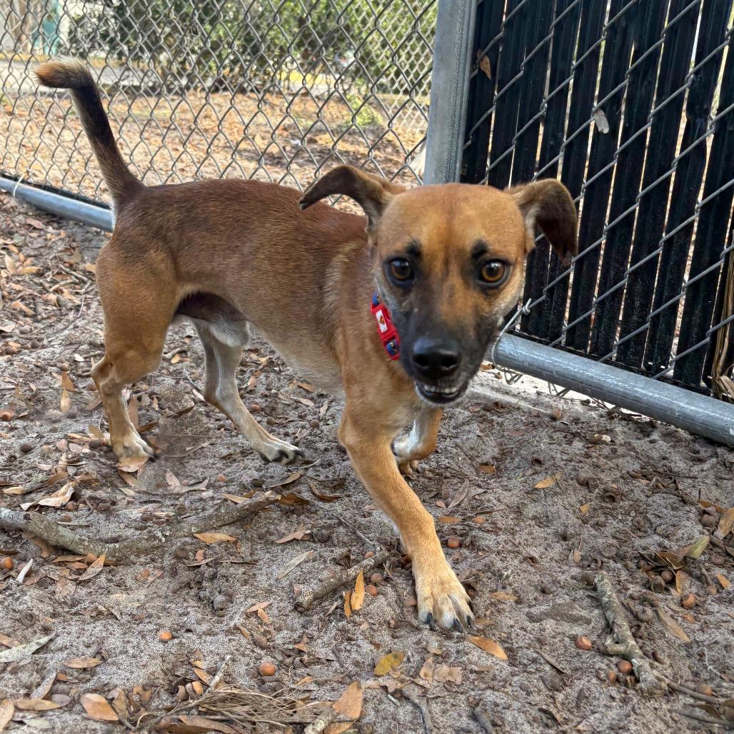 Enlarge Pollo Frito, a Adoptable mixed breed in Gainesville, FL image 4/5