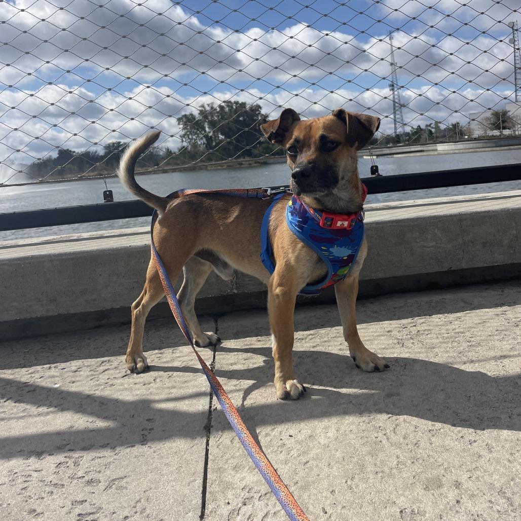 Pollo Frito thumbnail 5