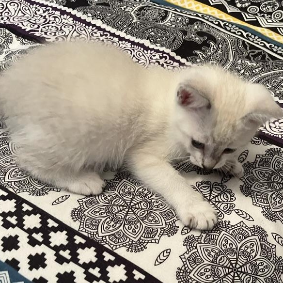 Enlarge Peppermint - Silver's litter, a ADOPTABLE Domestic Medium Hair in Caledon, ON image 3/4