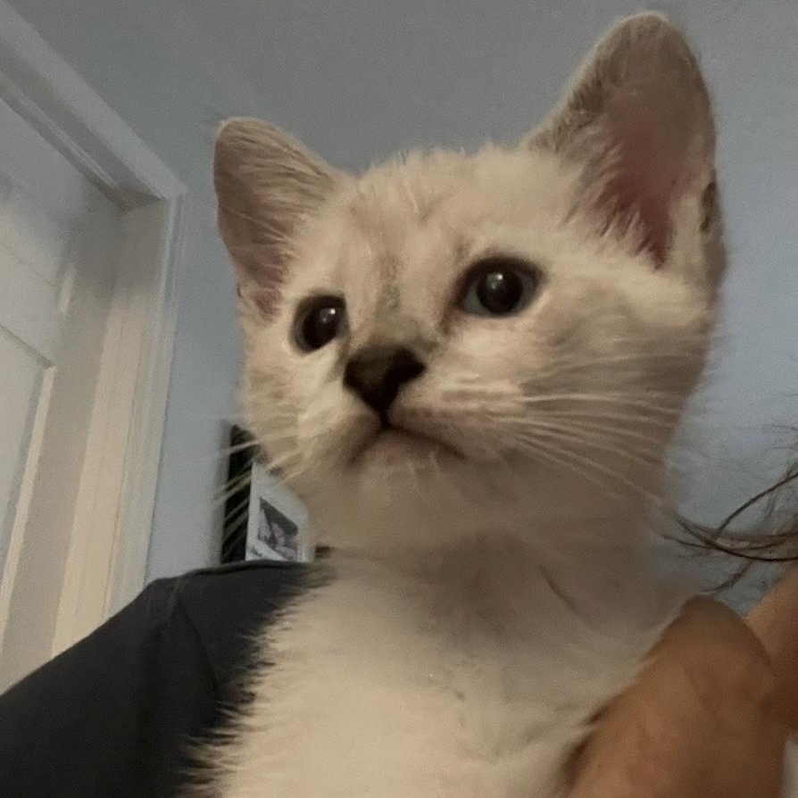 Enlarge Peppermint - Silver's litter, a ADOPTABLE Domestic Medium Hair in Caledon, ON image 4/4