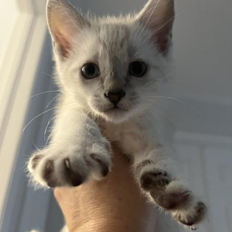 Enlarge Peppermint - Silver's litter, a ADOPTABLE Domestic Medium Hair in Caledon, ON image 1/4