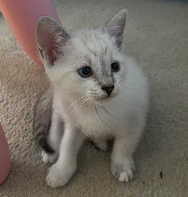 Enlarge Peppermint - Silver's litter, a ADOPTABLE Domestic Medium Hair in Caledon, ON image 2/4