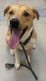 Montoya, ADOPTABLE, Adult Male Labrador Retriever.