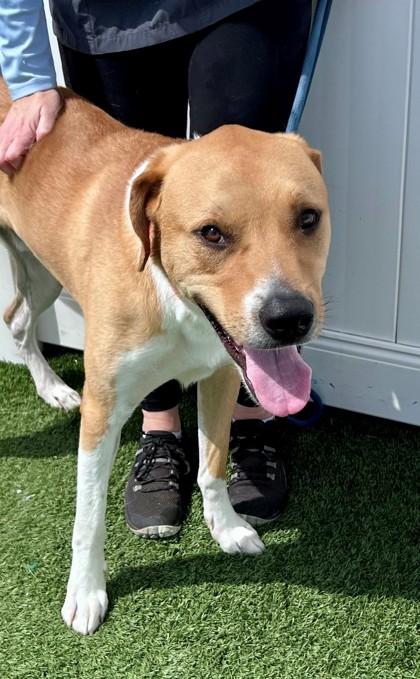 Montoya, a ADOPTABLE mixed breed in Downers Grove, IL image 3/4