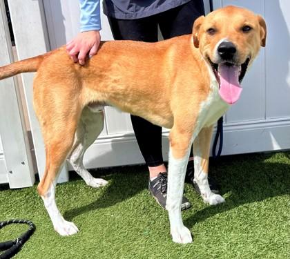 Montoya, a ADOPTABLE mixed breed in Downers Grove, IL image 2/4