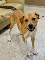 Montoya, a ADOPTABLE mixed breed in Downers Grove, IL image 4/4