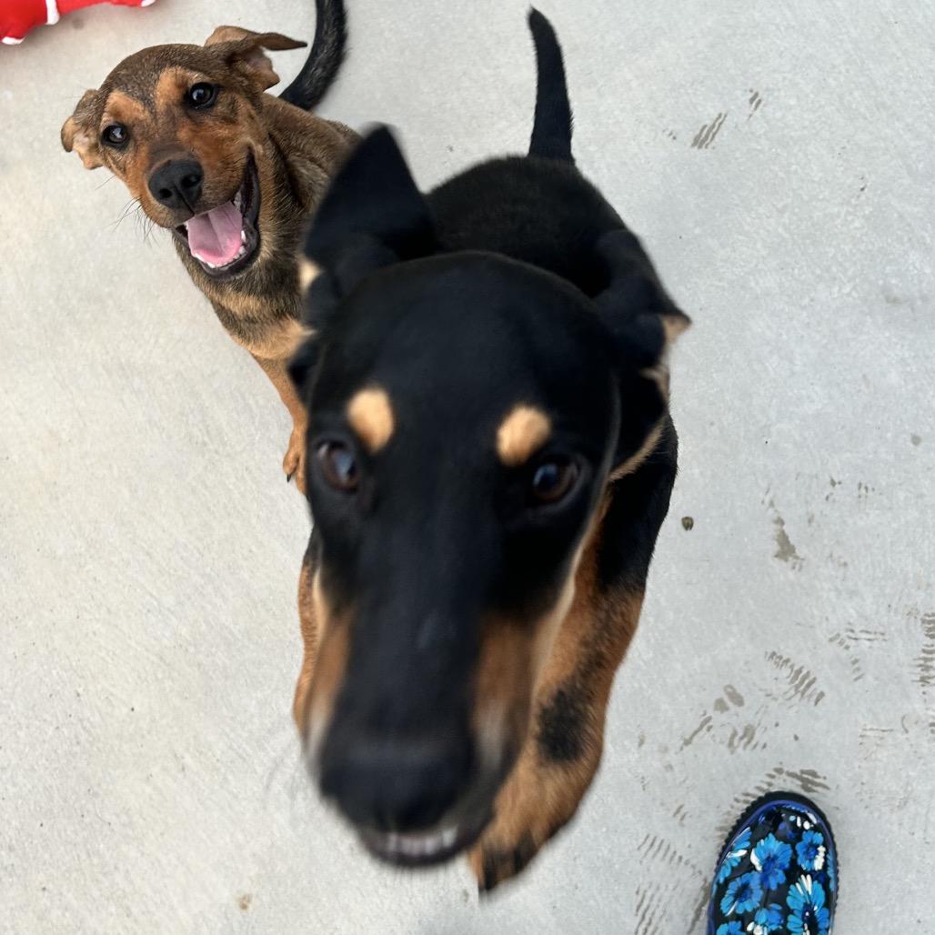 Enlarge Jet, a Adoptable mixed breed in Floresville, TX image 1/2