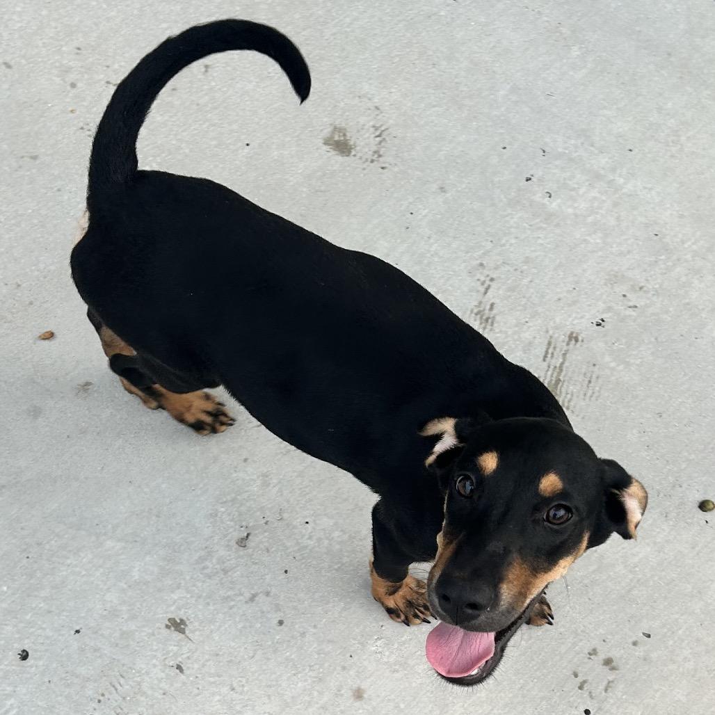 Enlarge Jet, a Adoptable mixed breed in Floresville, TX image 2/2