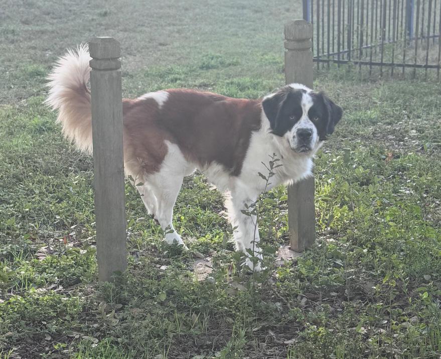 Rocko, an adopted Saint Bernard in Magnolia, TX image 2/2