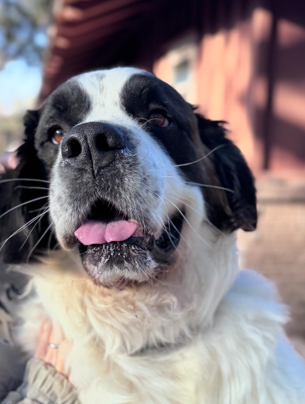 Rocko, adopted, Adult Male Saint Bernard.