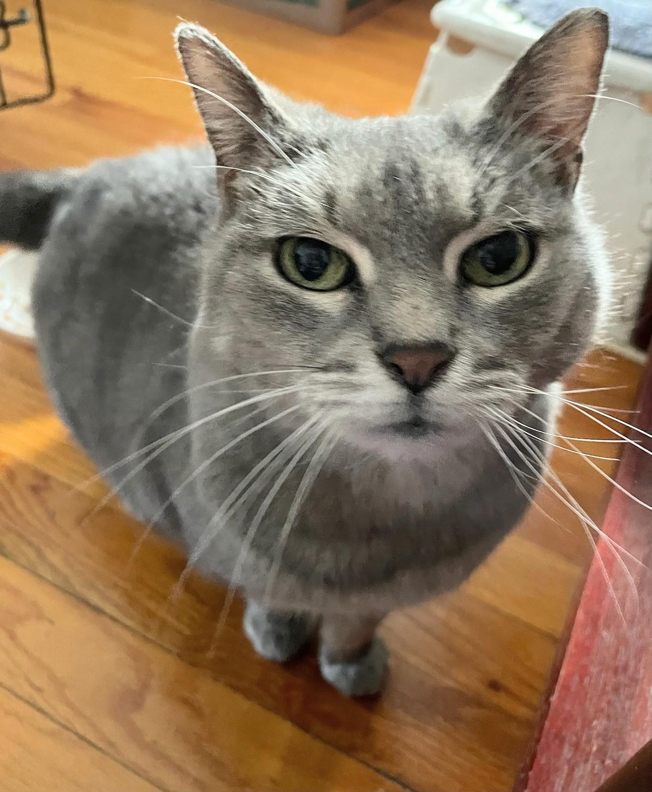 Sweet Pea, Adopted, Senior Female Domestic Short Hair.