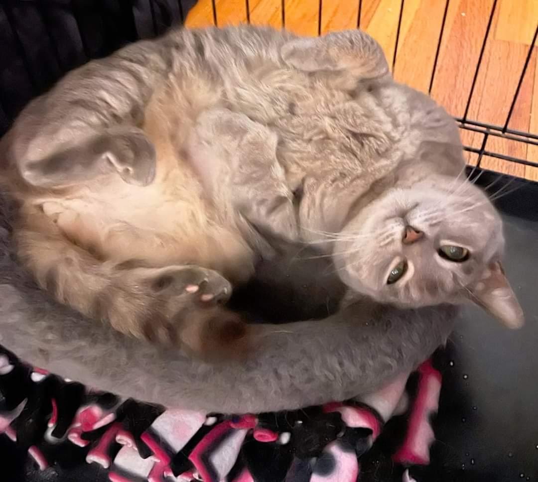 Enlarge Sweet Pea, a Adopted Domestic Short Hair in Queensbury, NY image 2/5